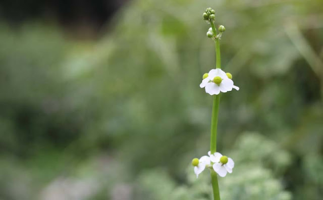 Broadleaf Arrowhead Flowers Pictures