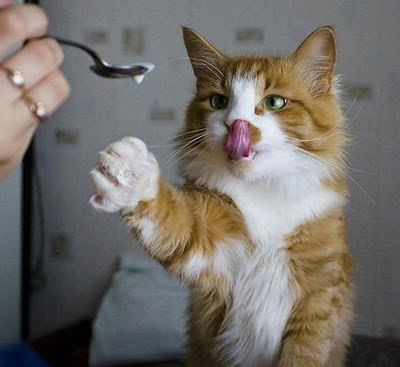 funny yummy cat