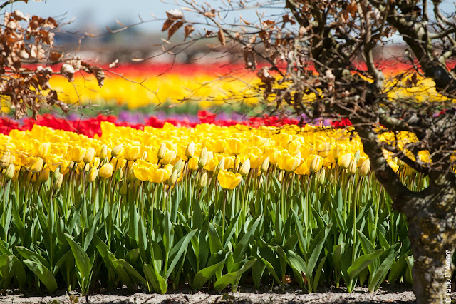 Tulipani al parco Keukenhof