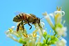 मधमाशी विषयी माहिती : Honey Bee Information in Marathi