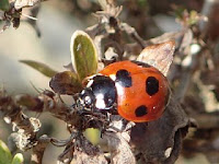 Coccinella septempunctata