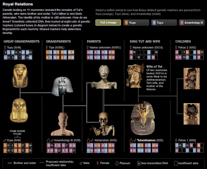 http://ngm.nationalgeographic.com/2010/09/tut-dna/tut-family-tree