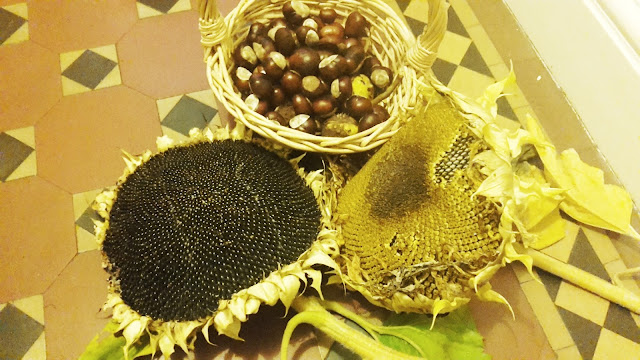 Project 366 2016 day 273 - Conkers and sunflower heads // 76sunflowers