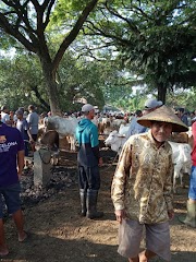 Pasar Sapi Pamotan - Fitri Desiana Dewi 