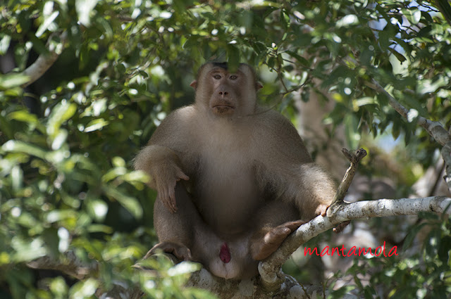 pig-tailed macaque