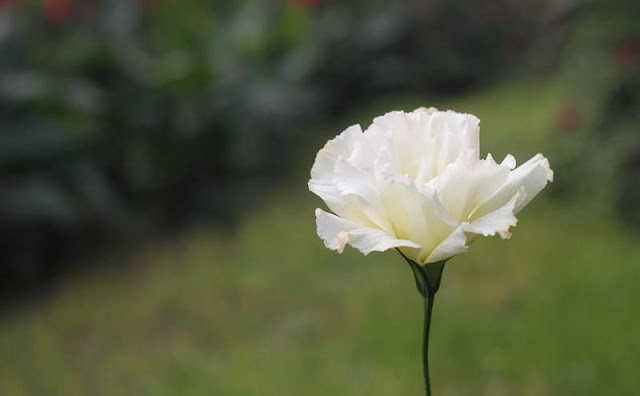 Lisianthus Flowers Pictures