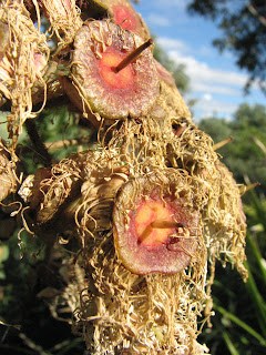 Stage 4: the exhausted flower head