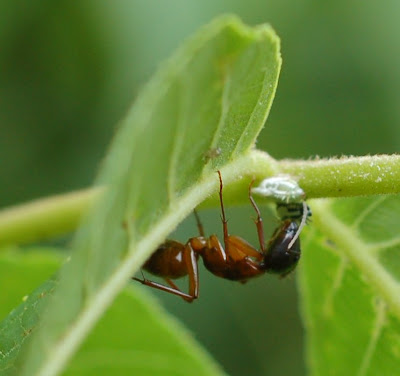 One membracid nymph with ant attendant