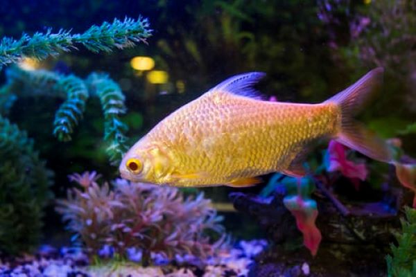 most calm freshwater & marine aquarium fish