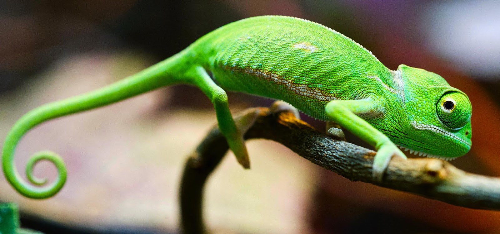 KUMPULAN GAMBAR BUNGLON LUCU WARNA WARNI Gambar DP Hewan Chameleon