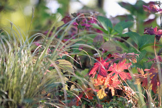 géranium expresso couleurs automne