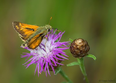 Hesperia comma