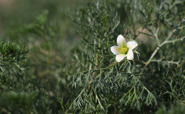 Peganum Harmala Flowers Pictures