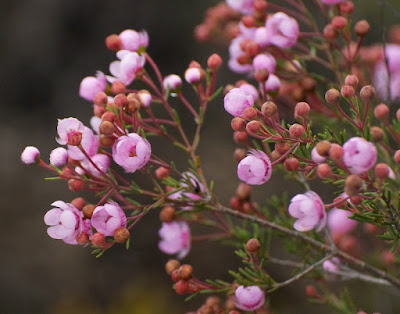 Verticordia sp