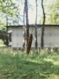 Insect On Window Pane