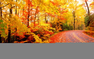 Autumn-Leaves-Wallpapers