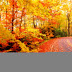 Amazing Nature Autumn Leaves Background Desktop Free Download Collections