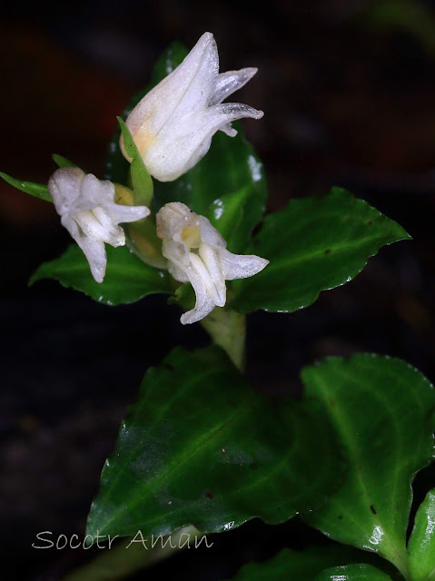 Goodyera foliosa