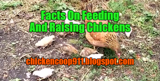 Facts On Feeding And Raising Chickens