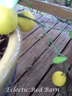 lemon tree with ripened lemons