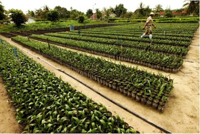 petani peroleh keuntungan