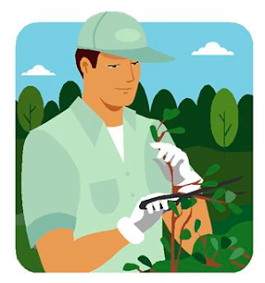 man pruning a plant