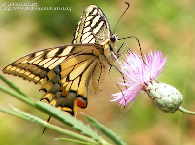 http://www.biodiversidadvirtual.org/insectarium/Papilio-machaon-img487089.html