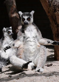 a ring tailed lemur sitting as if it is meditating