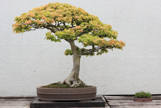 Tanaman Hias Bonsai