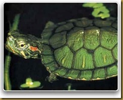 Galapago florida