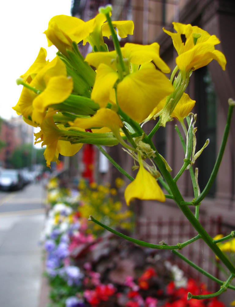New York Flowers 