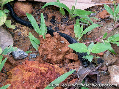 Equatorial Spitting Cobra (Naja sumatrana) feeding on an Asian Toad (Duttaphrynus melanostictus)