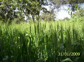 फ़ोटो: NATURAL WHEAT CROP OF TITUS NATURAL FARM.
टाइटस कुदरती खेती की फसल. (गेंहू)