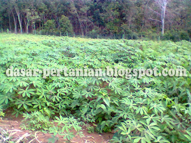  Pupuk merupakan nutrisi penting bagi tanaman yang fungsinya dapat meningkatkan produksi p Jenis-Jenis Pupuk Yang Bagus Untuk Tanaman Singkong