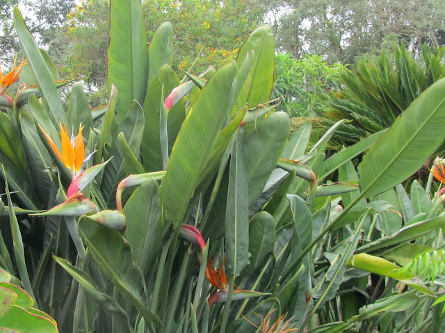 Strelitzia reginae