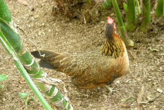 Honduran bantam hen