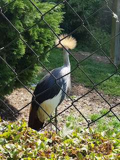 grue-royale-du-zoo-de-maubeuge