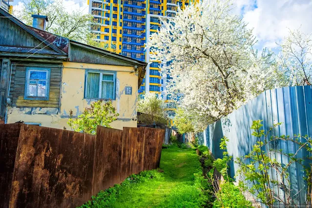Тропа по узкому проходу между заборов под цветущей вишней