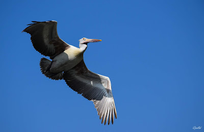 Pelican, Ranganathittu Bird Sanctuary,traveldiaryofpallab