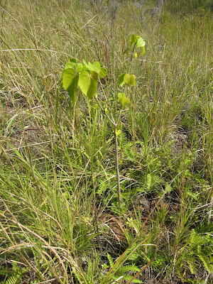 Thespesia pulpunea