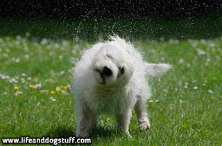 dog shaking after dog bath.