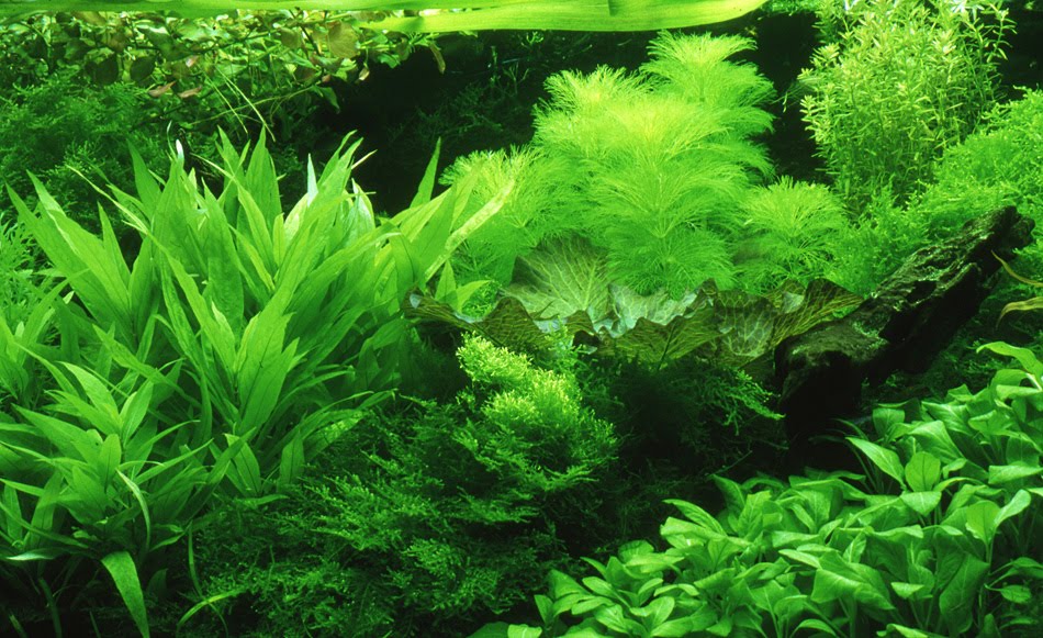 types of aquarium plants  Live Aquarium Plants for Beginners 2017  Fish Tank Maintenance