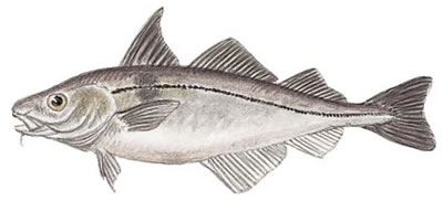 Haddock (Melanogrammus aeglefinus)