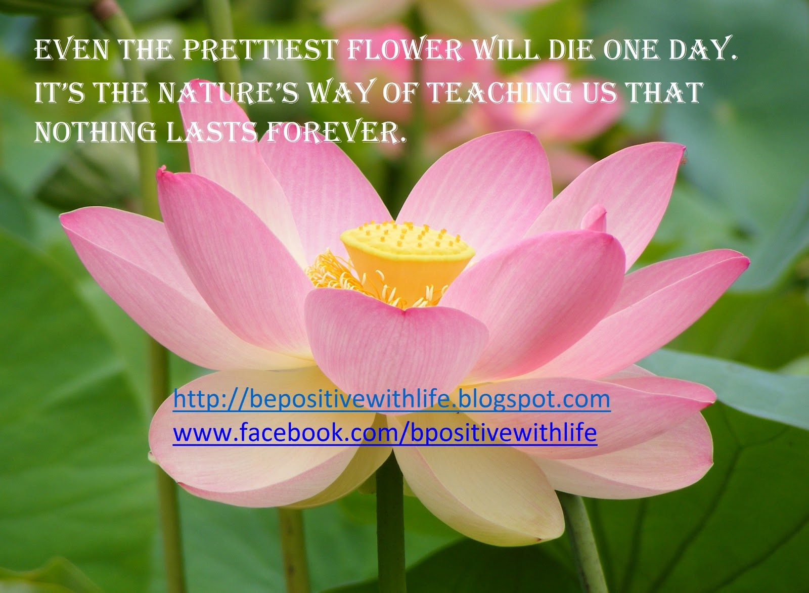 Be Positive With Life: BE POSITIVE WITH LIFE QUOTES: FLOWERS