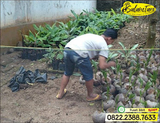 Bibit Kelapa Wulung, Bibit Kelapa Gading, Bibit Kelapa Hijau, Bibit Kelapa Unggul, Bibit Kelapa Kopyor Genjah, Bibit Kelapa Kopyor Hibrida Unggul