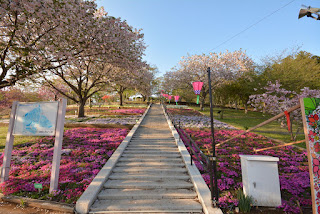 静峰ふるさと公園八重桜まつり