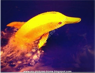 Funny Banana Dolphin Picture