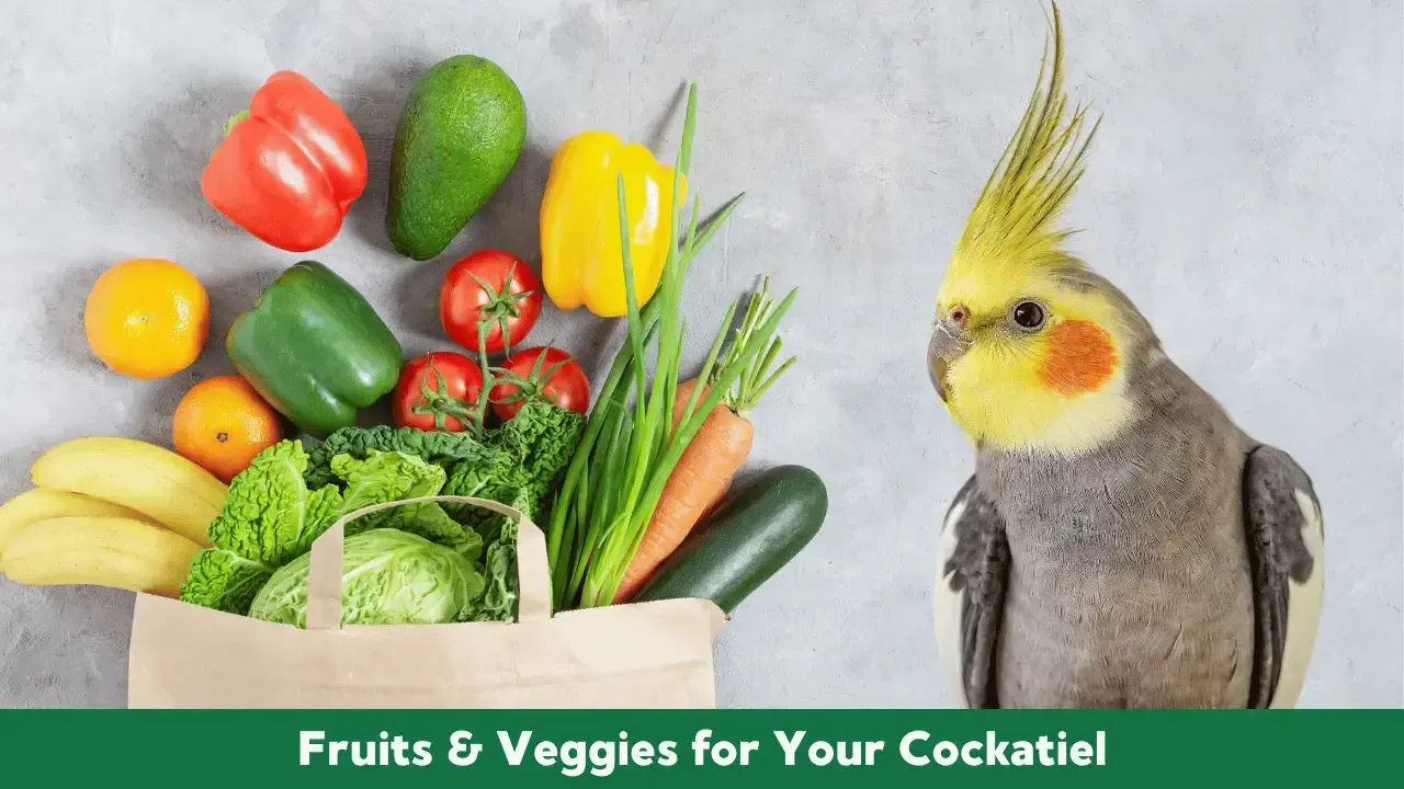 Fresh Fruits & Veggies for Your Cockatiel