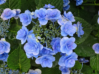 ガクアジサイの花のアップ写真