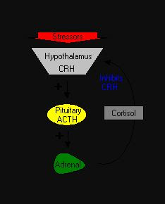 MEDECINE HORMONE 1950